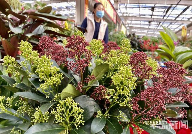 李村大集年宵花走“高级风”紫玉珊瑚高调登场