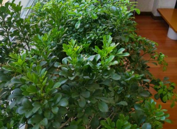 养这些植物，下雨了甭急着往屋里搬！淋雨反而好处多多