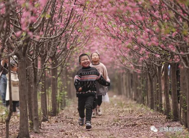 【旅行柚子君】河津：海棠花迎春绽放　踏青赏花好去处