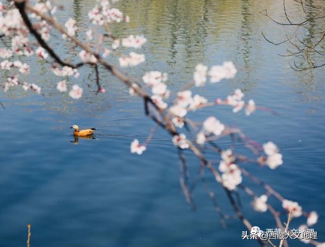 「世界那么大」春分，拉萨一树桃花的温柔倾诉