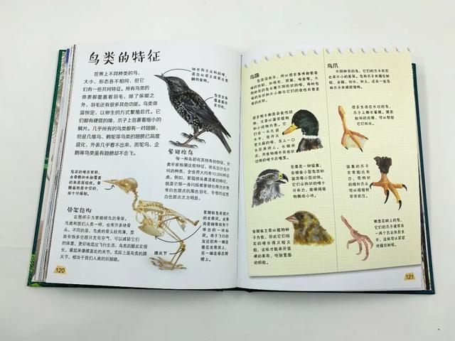 「超级宝妈」如何应对孩子“十万个为什么”？无需真物演示，就能领略生命之美