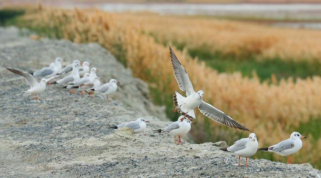 「玩乐足迹」新疆冬季最绝美的三个湖泊！纯净如明镜，还有鸭子在湖面游水