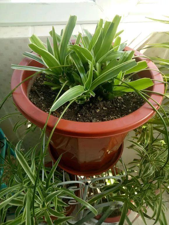 长寿花|这花就得饿着养，盆小水少，叶子越剪长得越旺！