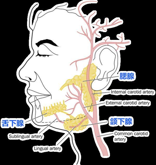 干燥综合征|冬天经常口干眼干，你有中招吗？警惕这种病