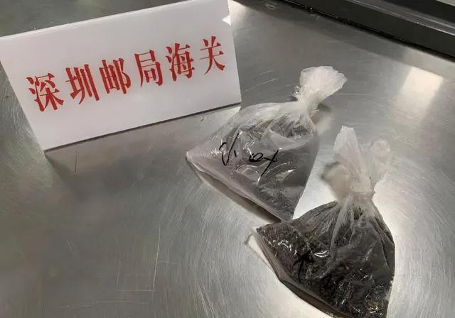 救命！入侵植物爬进院子，三年都杀不完