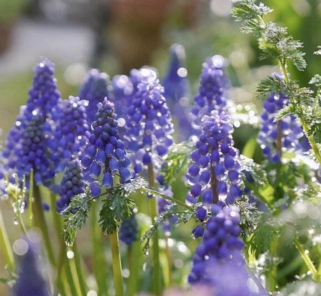 它是受欢迎的“网红花”，花朵像紫色“葡萄”，一串又一串