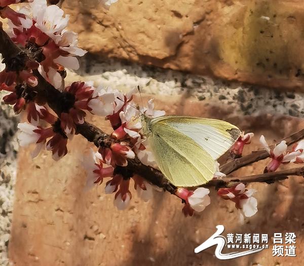 「黄河新闻网吕梁频道」柳林：一年好景春尚在 最美不过三月天