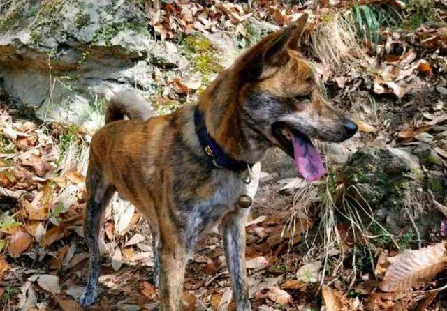 上饶虎斑犬,曾经被乾隆皇帝冠以"斑锦彪"的美誉,现已