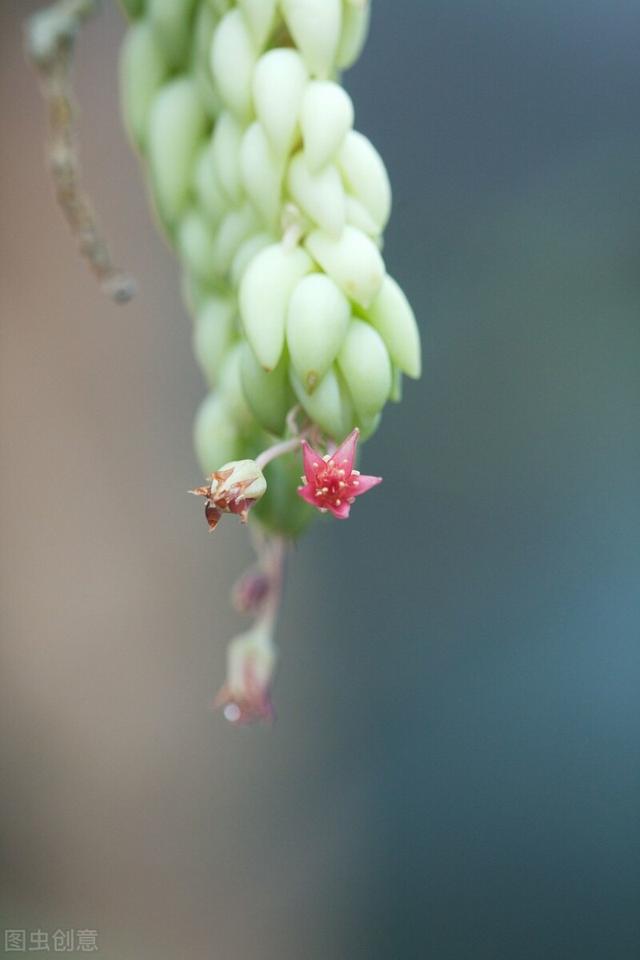 有一种“天真”叫多肉弱苗开花，美丽是暂时的，伤害是巨大的