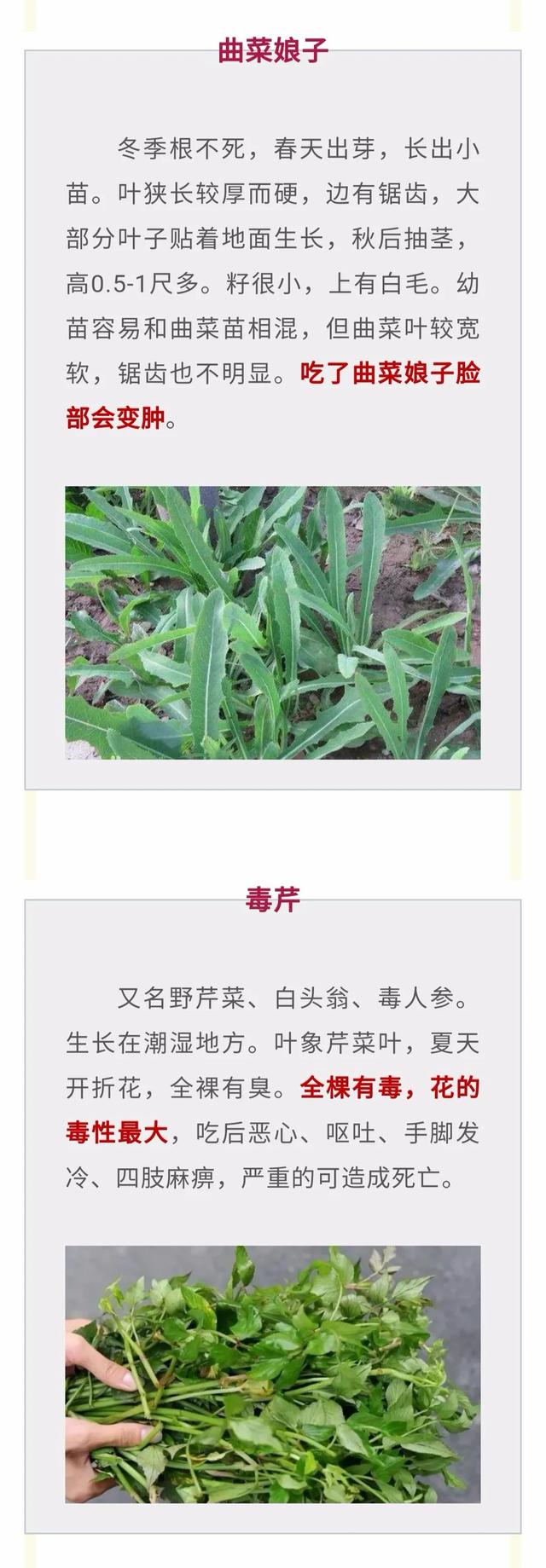 野菜|误吃或有致命危险！我想@我爸妈我亲戚我朋友…