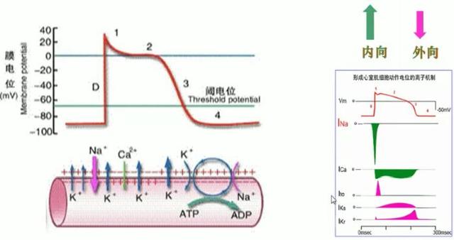 高钾血症|营养师：如何科学补充“钾”，来守护我们的心血管