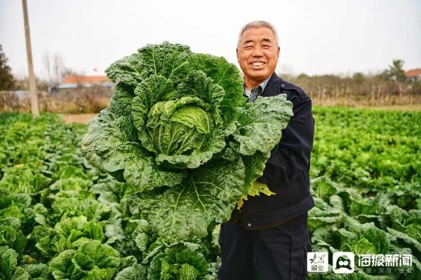 白菜|曾经，山东人的阳台囤住了整个冬天