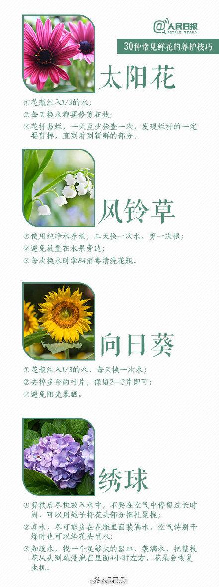 根部|30种入门级鲜花养护技巧