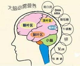 #超级宝妈#40周出生的婴儿，比预产期前出生的聪明吗？了解下大脑发育进程