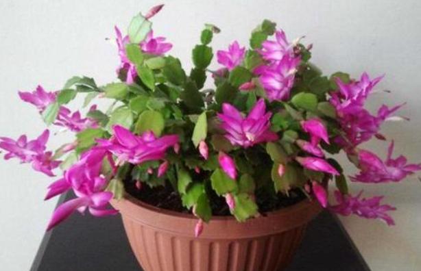 12月蟹爪兰要开花，4件“小事”不要做，否则直接落花苞