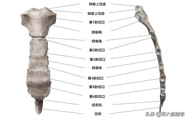 「从骨到筋」胸骨和肋解剖与触诊检查