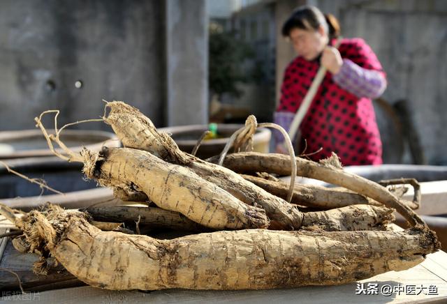 张廷模中药学讲稿 23 桑叶 菊花 蝉蜕 蔓荆子 葛根