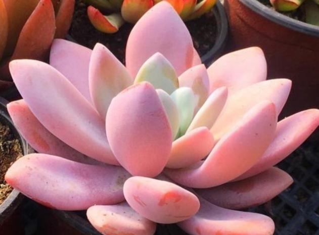 多肉，懒人花友的“心头好”，上班族的“小萌宠”，好看又好养