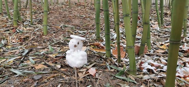 动物有牛黄等名贵中药，没想到植物也有类似的“宝”，称作天竹黄