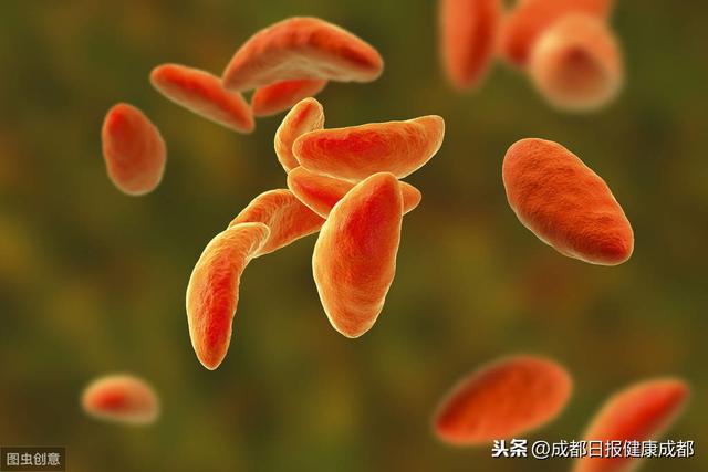 成都日报健康成都|怀孕能养猫和狗吗？看完你就知道了