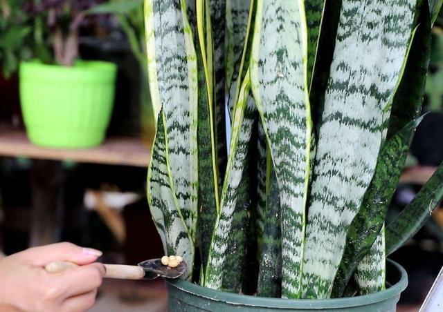 养虎皮兰，别只浇水，定期补上1种肥，新芽长满盆