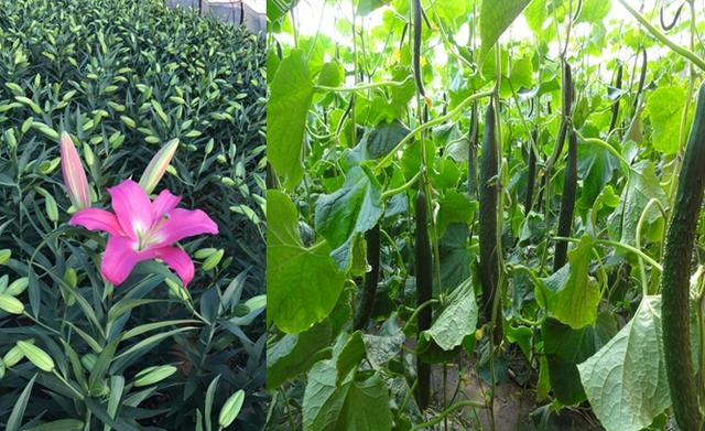 凌源|凌源：京郊漫城 喜乐迎大年