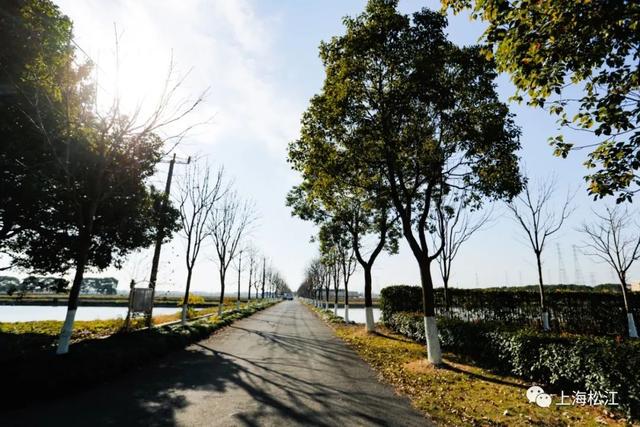 一尾养三年，要瘦身、要筛选，松江这种鱼好吃是有原因的