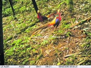 「趣旅游」“桫保区”穿行记之三：丹霞绝壁有民居 五柱峰上觅熊踪