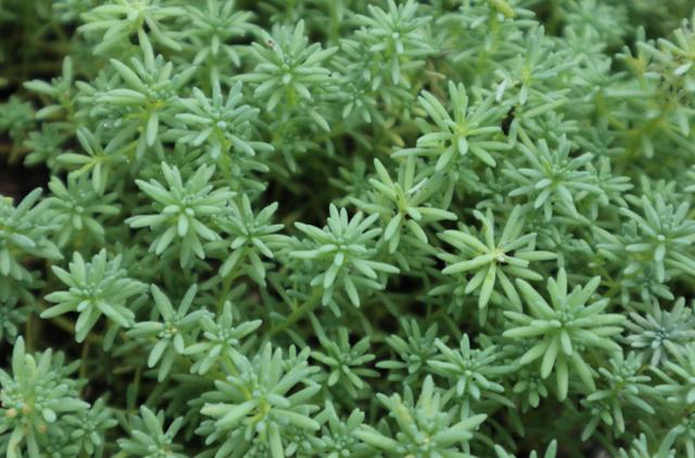 被忽视多年的薄雪万年草，重新回归花友视线，靠的是颜值