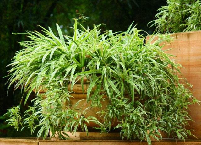 只要花卉黄叶就用硫酸亚铁？错！黄叶也分情况，合理使用才行