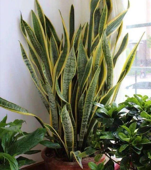 养虎皮兰，别只浇水，定期补上1种肥，新芽长满盆