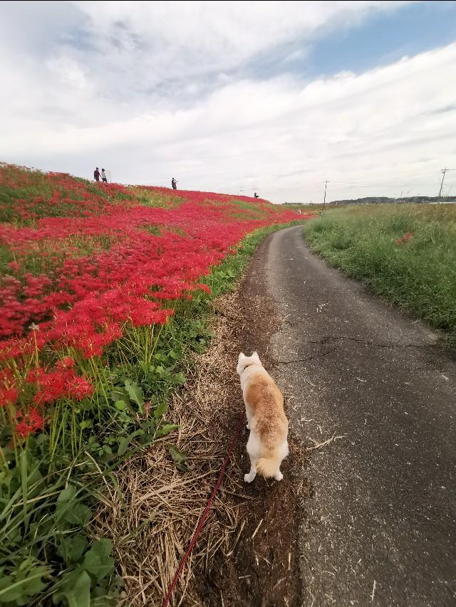 也曾经跨过山和大海，还有河流