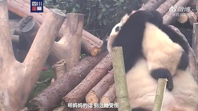 超级宝妈|这些萌宠们的亲子瞬间里，有你的童年记忆吗？