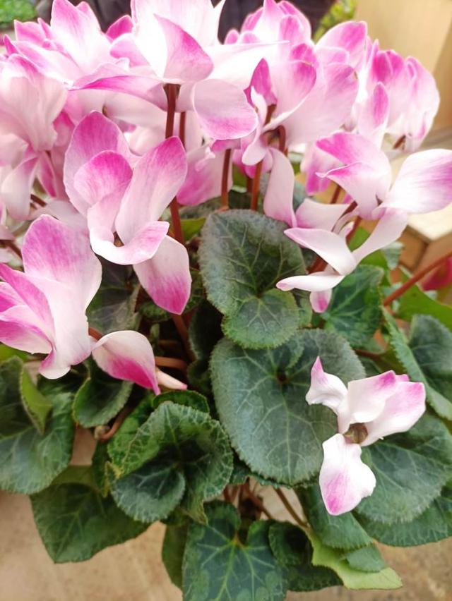新春花市什么最香，哪种年宵花最受宠，小时新闻带你逛