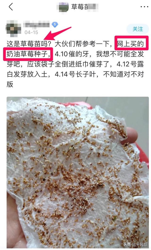 网友买的草莓种子发芽