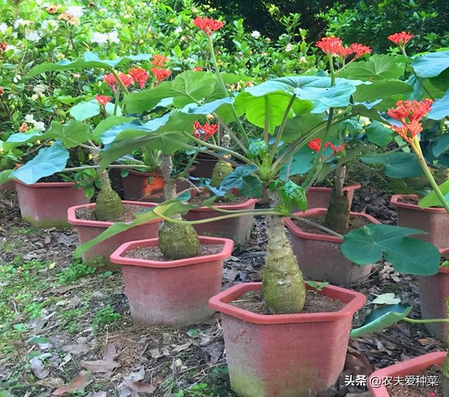 1种植物，人称“萝卜树”，开出“珊瑚花”，一年四季花不断