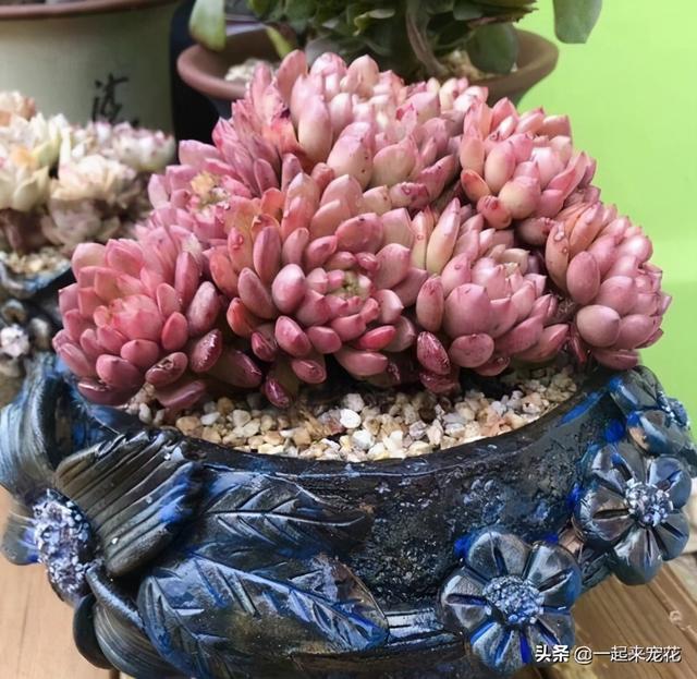 单头多肉如何变多头？最简单的打开方式，新手也会