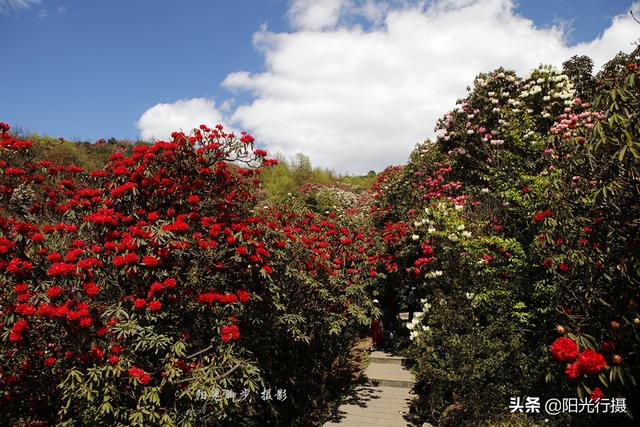 [旅行百事通]中国最大最美的高山杜鹃，没有之一（原创）@头条摄影