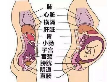 伐木累|孕8-9个月胎儿进入体重“猛长期”，孕妈怎么吃，才能长胎不长肉