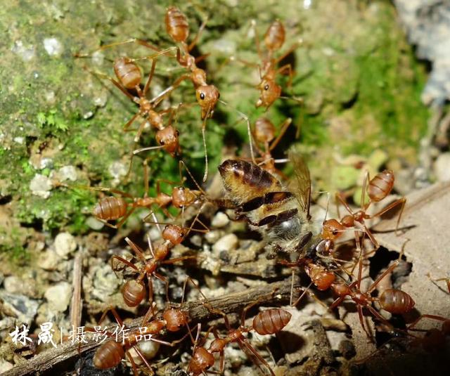蚂蚁,在我国主要分布在广东,广西,福建,海南,云南等这些温暖的南方