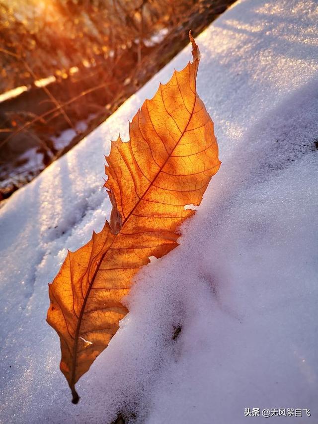 亲爱的，你那里下雪了吗？