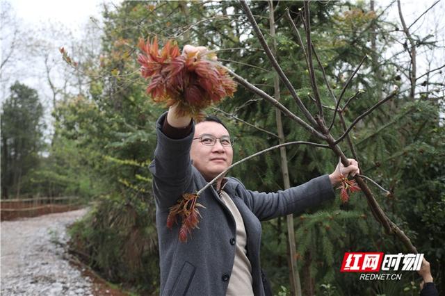 野菜|湖南新田：采摘一把春天的味道