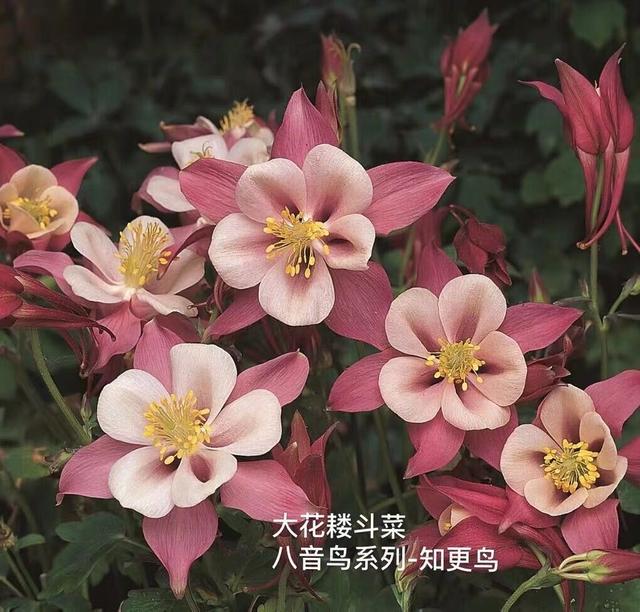 名字叫做“耧斗菜”，花朵却又“仙气飘飘”，今年的网红花