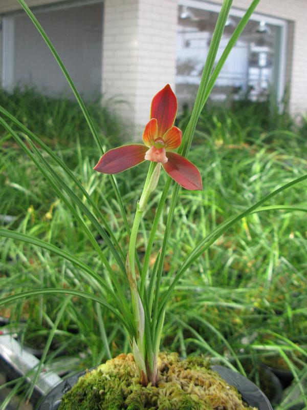 兰花名品“红河红”，花色艳丽，植株优美，一杆双花，新手也能养