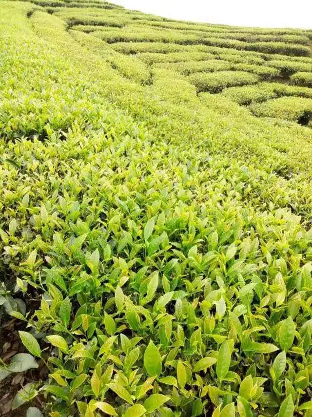 【超级宝妈】别样过假期,携手共育促成长——家乡篇