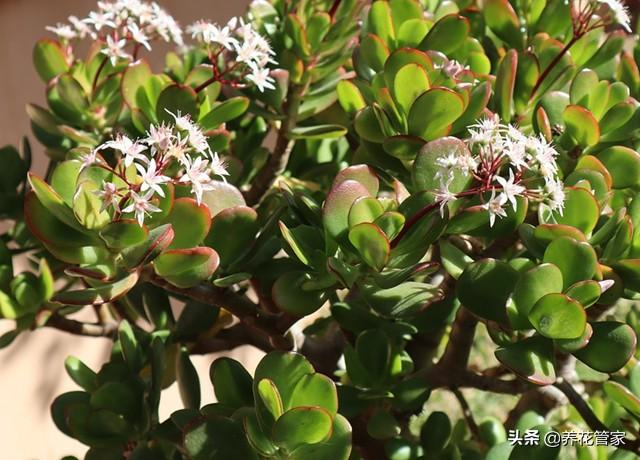 这10种花，花盆小一点，长得更欢