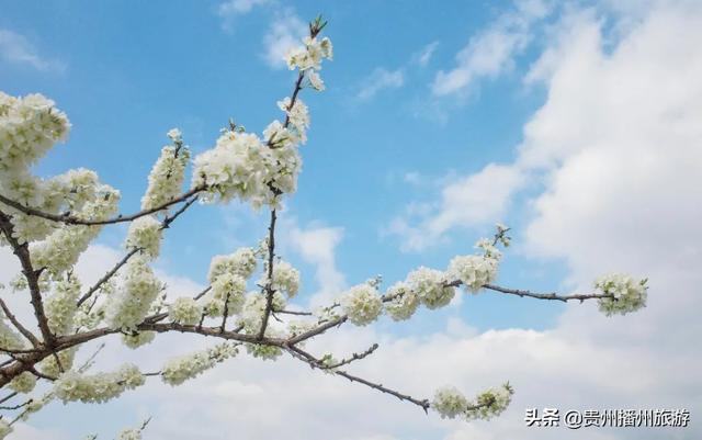 #旅行柚子君#云赏花 | 播州桃李石溪花开了!诗意般的画面,雪白一片~