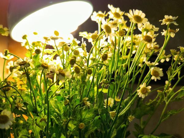 玫瑰|生鲜电商卖花到底靠谱吗？实测报告来了