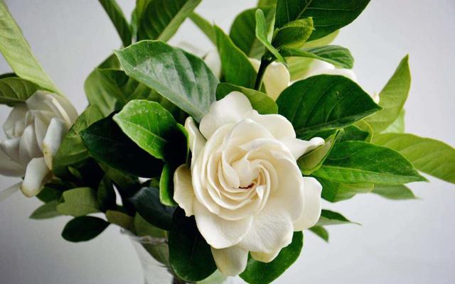 入冬之后买花要注意，这3种花不要随意去买，纯粹浪费钱