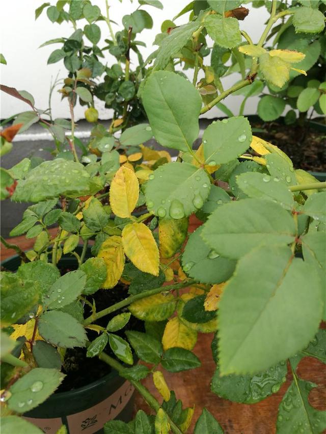 月季僵苗不长？教你打破“僵局”，冒出一圈壮芽